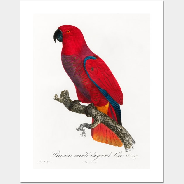 The Eclectus Parrot from Natural History of Parrots (1801—1805) by Francois Levaillant. Wall Art by Elala